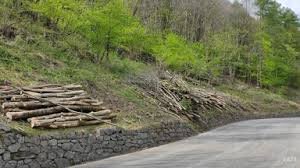 Manutenzione della vegetazione in prossimità delle strade di competenza dell’EDR di Pordenone